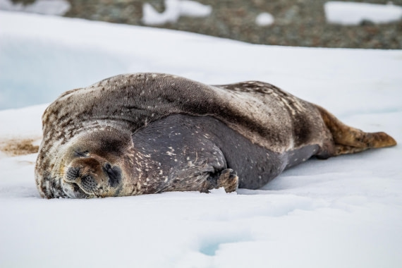 OTL26-25, Day 8, IMG_5805 © Koen Jongerling - Oceanwide Expeditions.jpg