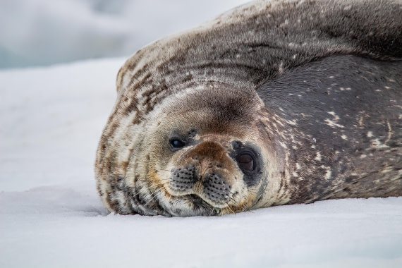 OTL26-25, Day 8, IMG_5810 © Koen Jongerling - Oceanwide Expeditions.jpg