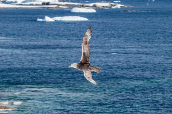 OTL26-25, Day 9, IMG_5866 © Koen Jongerling - Oceanwide Expeditions.jpg