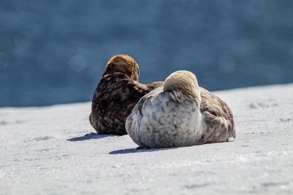 OTL26-25, Day 9, IMG_5874 © Koen Jongerling - Oceanwide Expeditions.jpg