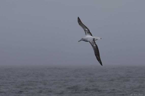 OTL26-25, Day 11, Drake passage © Sara Jenner - Oceanwide Expeditions.jpg