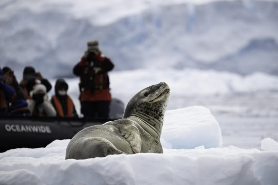 Leopard - Seal