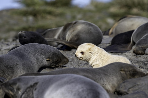 Blond Fur Seal