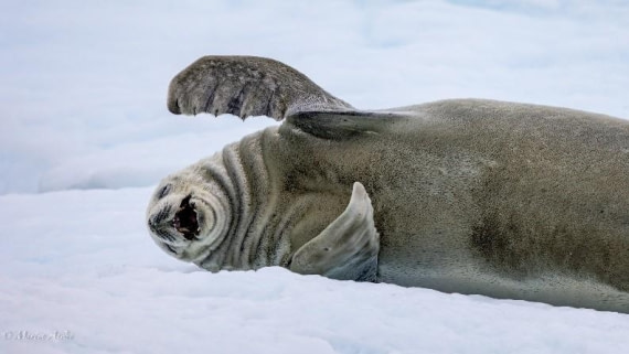 PLA26-25, Day 6, Picture14 © Martin Anstee - Oceanwide Expeditions.jpg