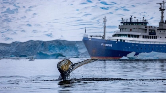 PLA26-25, Day 7, Picture18 © Martin Anstee - Oceanwide Expeditions.jpg