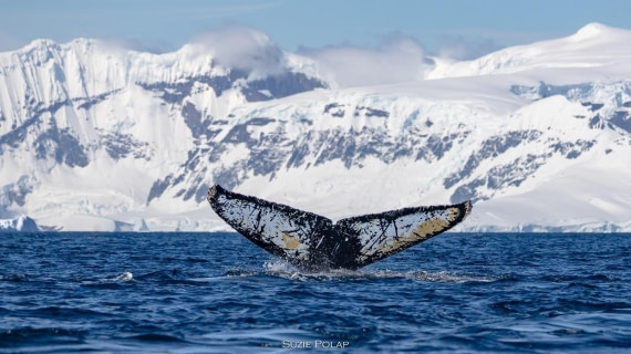 PLA26-25, Day 8, Picture26 © Susanne Polap - Oceanwide Expeditions.jpg