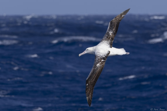 OTL27-25, Day 2, Royal albatros © Sara Jenner - Oceanwide Expeditions.jpg
