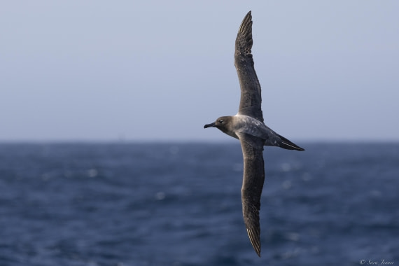 OTL27-25, Day 3, Light mantled albatros © Sara Jenner - Oceanwide Expeditions.jpg