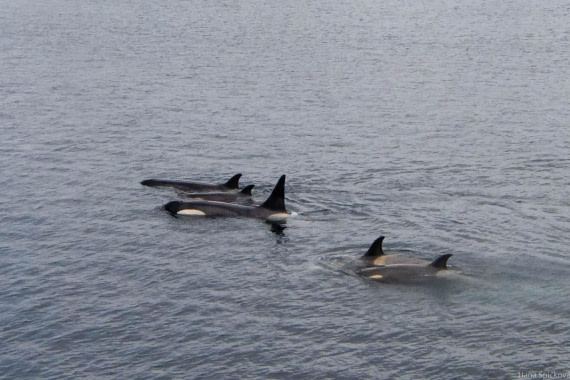 OTL27-25, Day 4, _DSC4782 © Hana Spickova - Oceanwide Expeditions.jpg