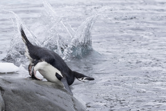 OTL27-25, Day 4, Chinstrap © Sara Jenner - Oceanwide Expeditions.jpg