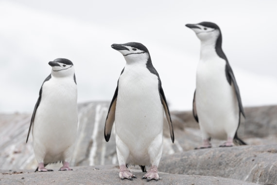 OTL27-25, Day 4, Chinstraps © Sara Jenner - Oceanwide Expeditions.jpg