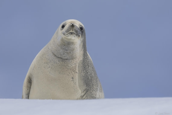 OTL27-25, Day 4, Crabeater 1 © Sara Jenner - Oceanwide Expeditions.jpg