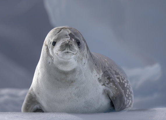 OTL27-25, Day 4, Crabeater 2 © Sara Jenner - Oceanwide Expeditions.jpg