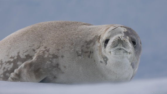 OTL27-25, Day 4, Crabeater 3 © Sara Jenner - Oceanwide Expeditions.jpg