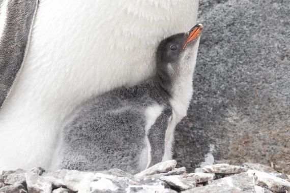 OTL27-25, Day 4, Gentoo chick © Sara Jenner - Oceanwide Expeditions.jpg