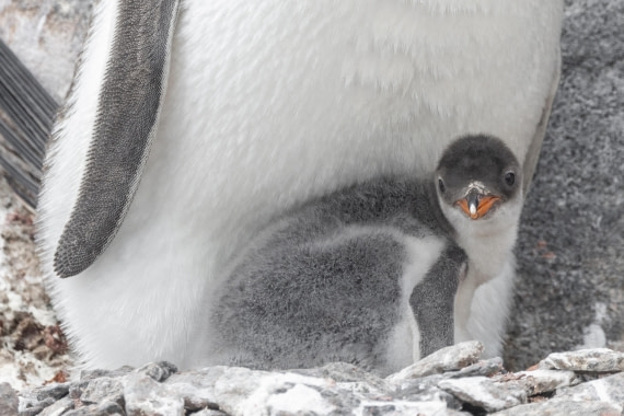 OTL27-25, Day 4, Gentoo chick 2 © Sara Jenner - Oceanwide Expeditions.jpg