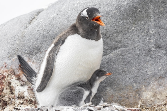 OTL27-25, Day 4, Gentoo chick 1 © Sara Jenner - Oceanwide Expeditions.jpg