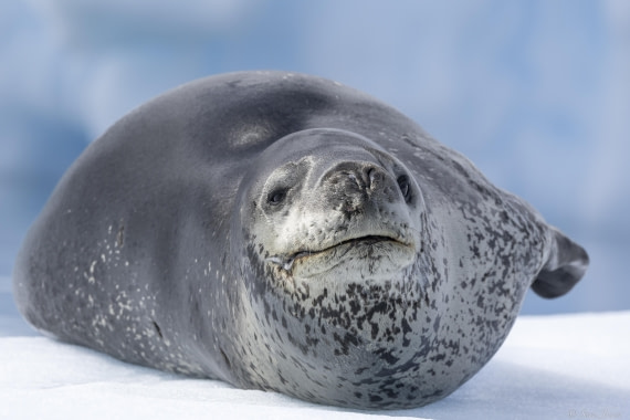 OTL27-25, Day 4, Leopard seal 1 © Sara Jenner - Oceanwide Expeditions.jpg