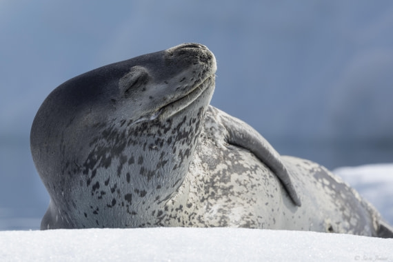 OTL27-25, Day 4, Leopard seal 2 © Sara Jenner - Oceanwide Expeditions.jpg