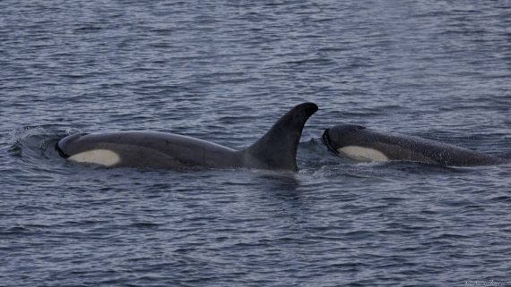 OTL27-25, Day 4, Orcas 1 © Sara Jenner - Oceanwide Expeditions.jpg