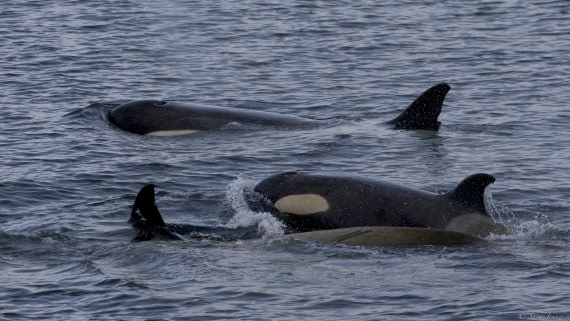OTL27-25, Day 4, Orcas 2 © Sara Jenner - Oceanwide Expeditions.jpg