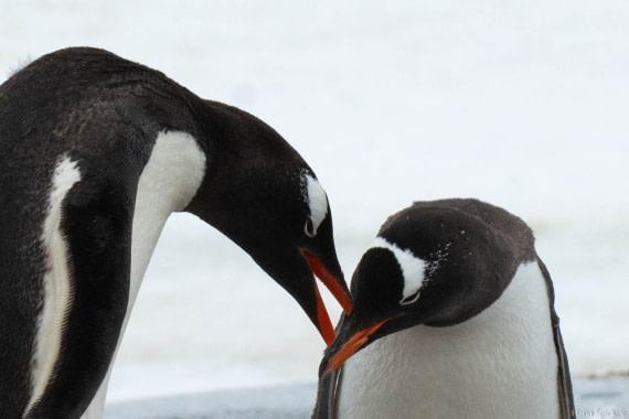 OTL27-25, Day 5, _DSC4825 © Hana Spickova - Oceanwide Expeditions.jpg