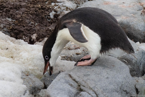 OTL27-25, Day 5, _DSC4828 © Hana Spickova - Oceanwide Expeditions.jpg