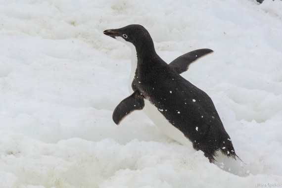 OTL27-25, Day 5, _DSC4833 © Hana Spickova - Oceanwide Expeditions.jpg