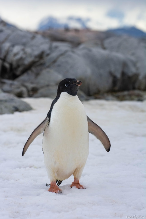 OTL27-25, Day 5, _DSC4840 © Hana Spickova - Oceanwide Expeditions.jpg