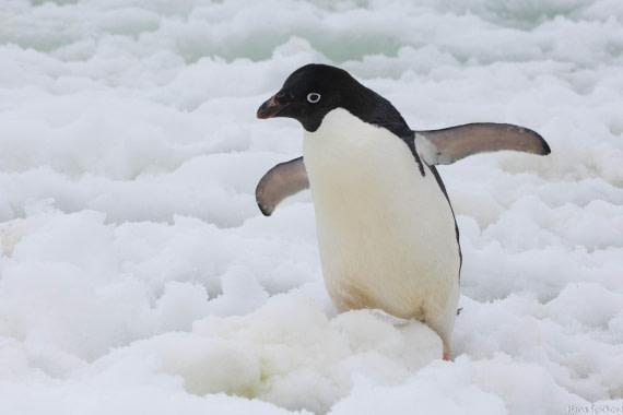 OTL27-25, Day 5, _DSC4852 © Hana Spickova - Oceanwide Expeditions.jpg