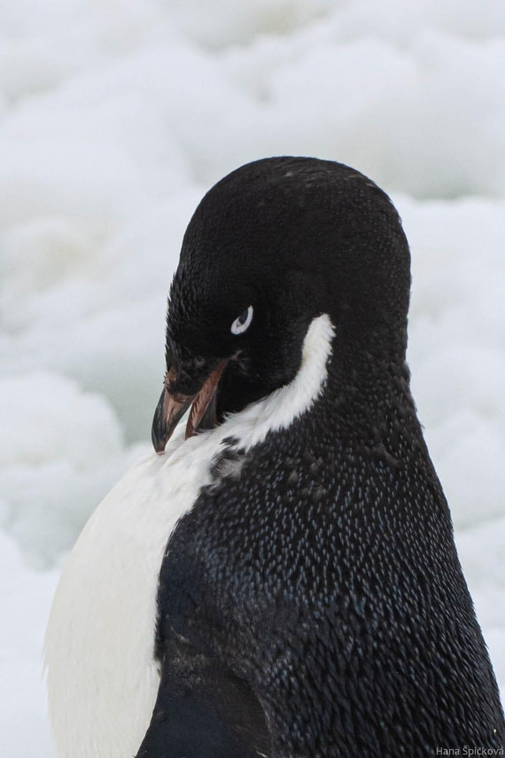 OTL27-25, Day 5, _DSC4856 © Hana Spickova - Oceanwide Expeditions.jpg