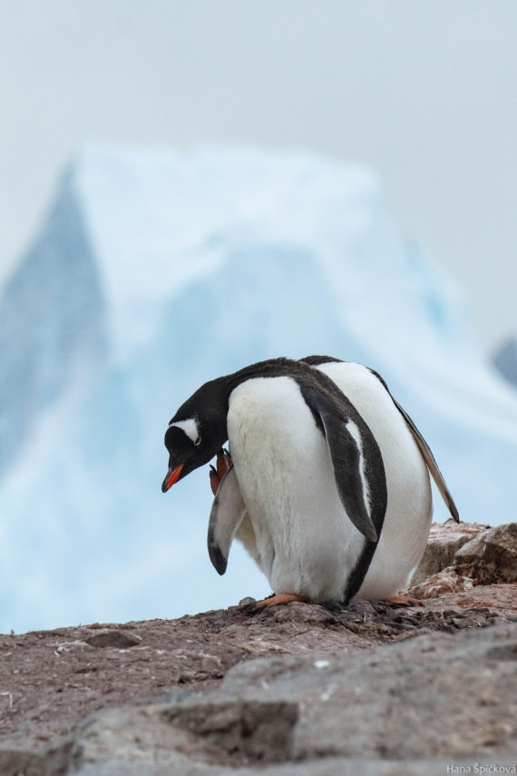 OTL27-25, Day 5, _DSC4870 © Hana Spickova - Oceanwide Expeditions.jpg