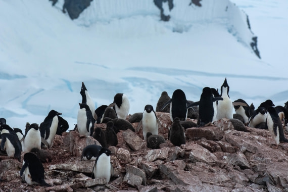 OTL27-25, Day 5, _DSC4874 © Hana Spickova - Oceanwide Expeditions.jpg