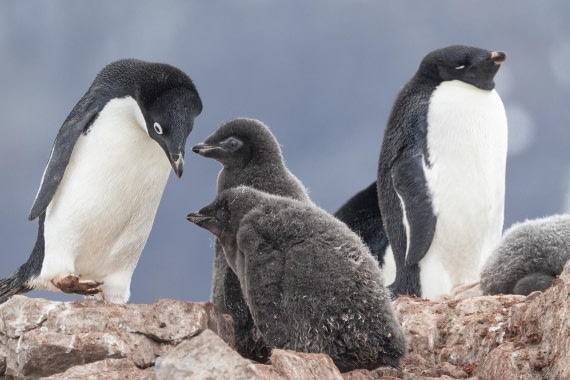 OTL27-25, Day 5, Adelie and two chicks © Sara Jenner - Oceanwide Expeditions.jpg