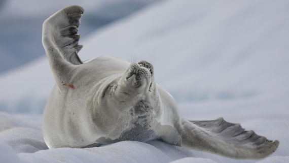 OTL27-25, Day 5, Crabeater 1 (2) © Sara Jenner - Oceanwide Expeditions.jpg