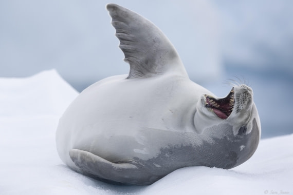 OTL27-25, Day 5, Crabeater 4 (2) © Sara Jenner - Oceanwide Expeditions.jpg