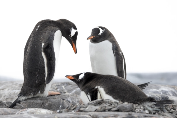 OTL27-25, Day 5, Gentoos © Sara Jenner - Oceanwide Expeditions.jpg