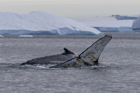 OTL27-25, Day 5, Humpbacks 2 © Sara Jenner - Oceanwide Expeditions.jpg