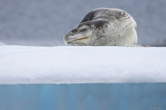 OTL27-25, Day 5, Leopard Seal 1 (2) © Sara Jenner - Oceanwide Expeditions.jpg