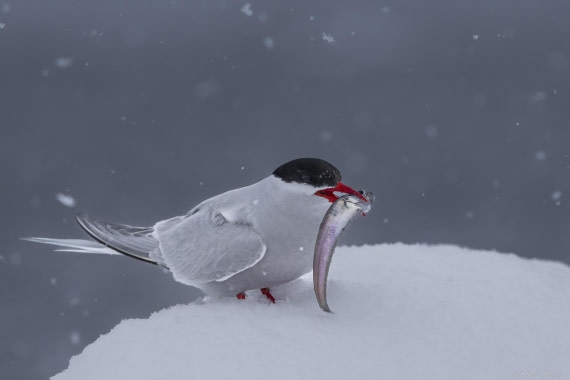 OTL27-25, Day 6, Antarctic tern 1 © Sara Jenner - Oceanwide Expeditions.jpg