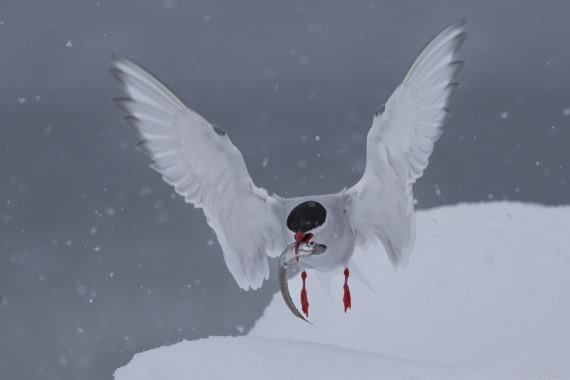 OTL27-25, Day 6, Antarctic tern 2 © Sara Jenner - Oceanwide Expeditions.jpg