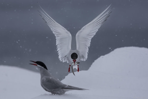 OTL27-25, Day 6, Antarctic tern 3 © Sara Jenner - Oceanwide Expeditions.jpg