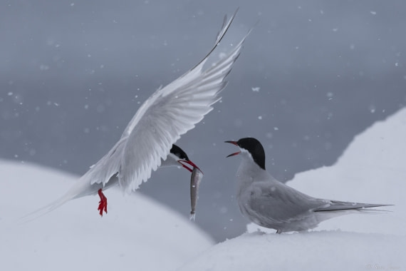 OTL27-25, Day 6, Antarctic tern 6 © Sara Jenner - Oceanwide Expeditions.jpg