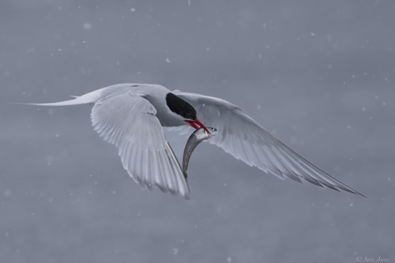 OTL27-25, Day 6, Antarctic tern 7 © Sara Jenner - Oceanwide Expeditions.jpg