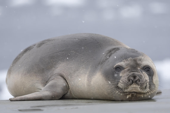 OTL27-25, Day 6, Elephant seal at Portal Point-2 © Sara Jenner - Oceanwide Expeditions.jpg
