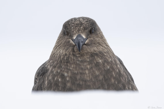 OTL27-25, Day 6, Skua at Foyn © Sara Jenner - Oceanwide Expeditions.jpg