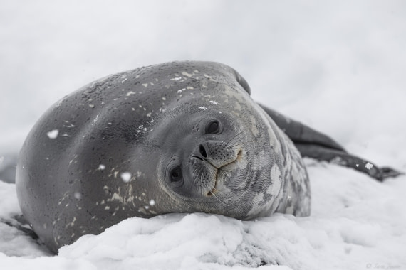 OTL27-25, Day 6, Weddell Seal at Foyn © Sara Jenner - Oceanwide Expeditions.jpg