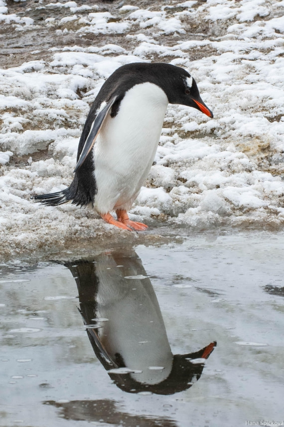 OTL27-25, Day 7, _DSC4921 © Hana Spickova - Oceanwide Expeditions.jpg