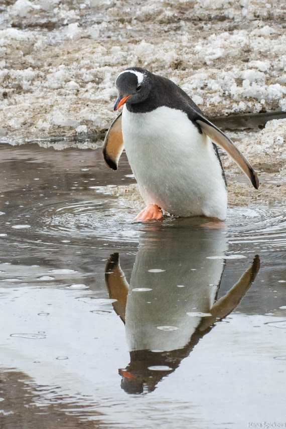 OTL27-25, Day 7, _DSC4927 © Hana Spickova - Oceanwide Expeditions.jpg