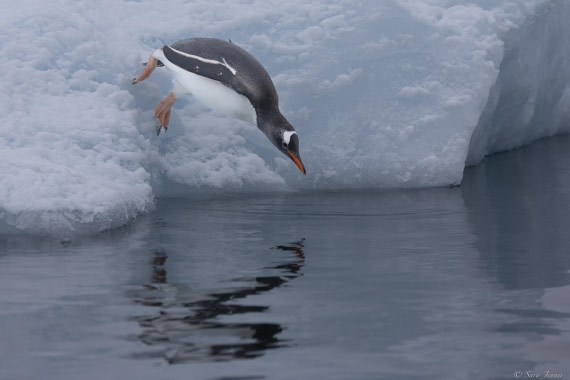 OTL27-25, Day 7, Gentoo penguin © Sara Jenner - Oceanwide Expeditions.jpg